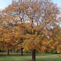 Koelreuteria paniculata automne